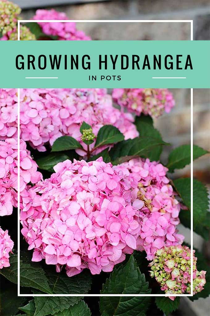 Learn all about growing hydrangea in pots including how to plant them, what grow...