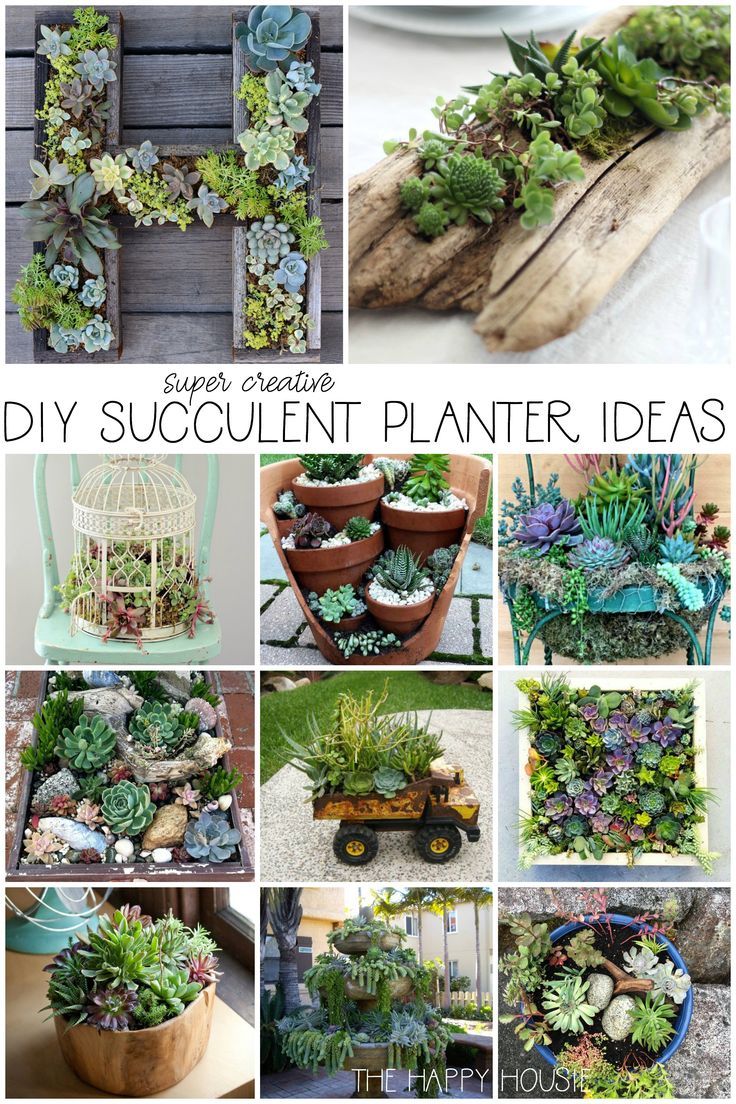 Succulents are a fun way to decorate with plants in any container! On the blog, ...