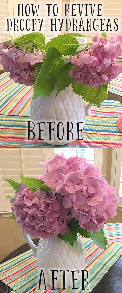 The trick on how to revive cut hydrangea flowers if they start drooping.  It isn...