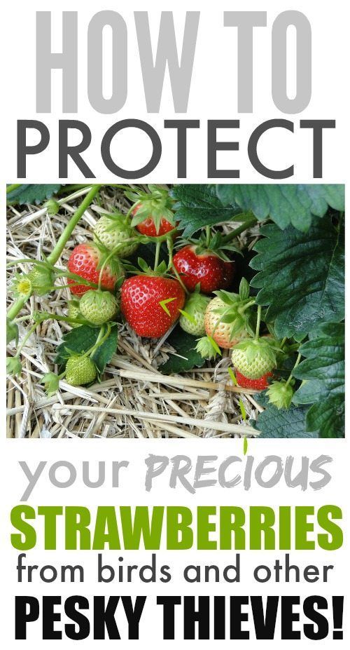 Tired of birds and other pests devouring your strawberries before you get to pic...