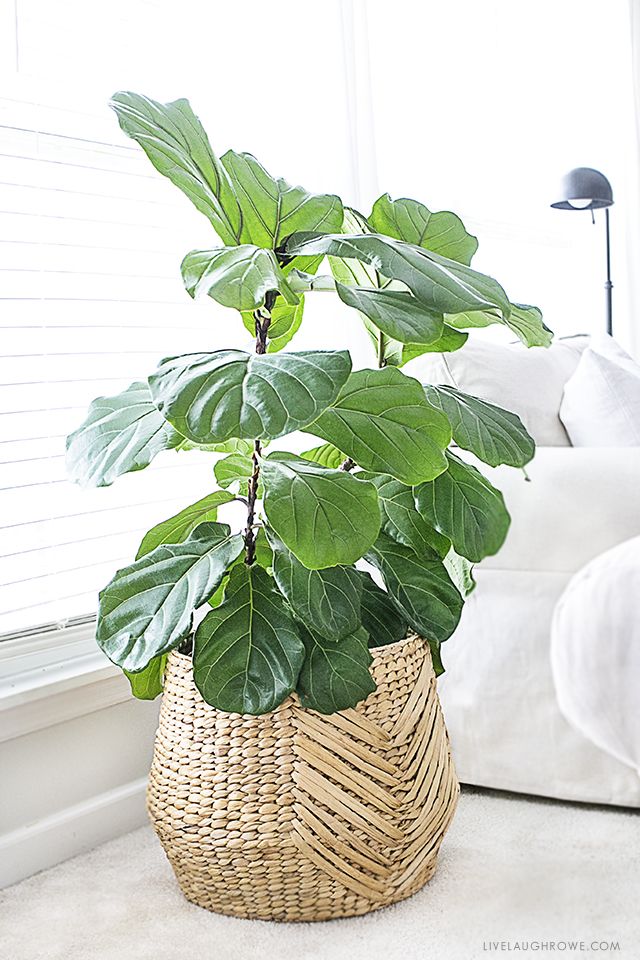 The fiddle leaf fig tree is a perfect indoor plant that is a low maintenance pla...