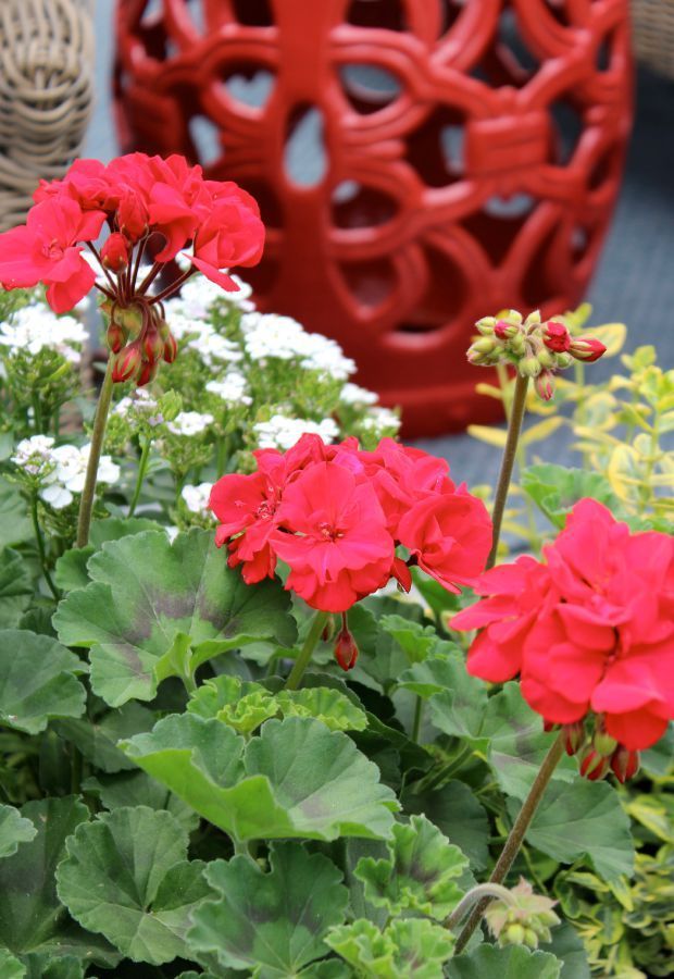 Geraniums for a Pop of Backyard Color