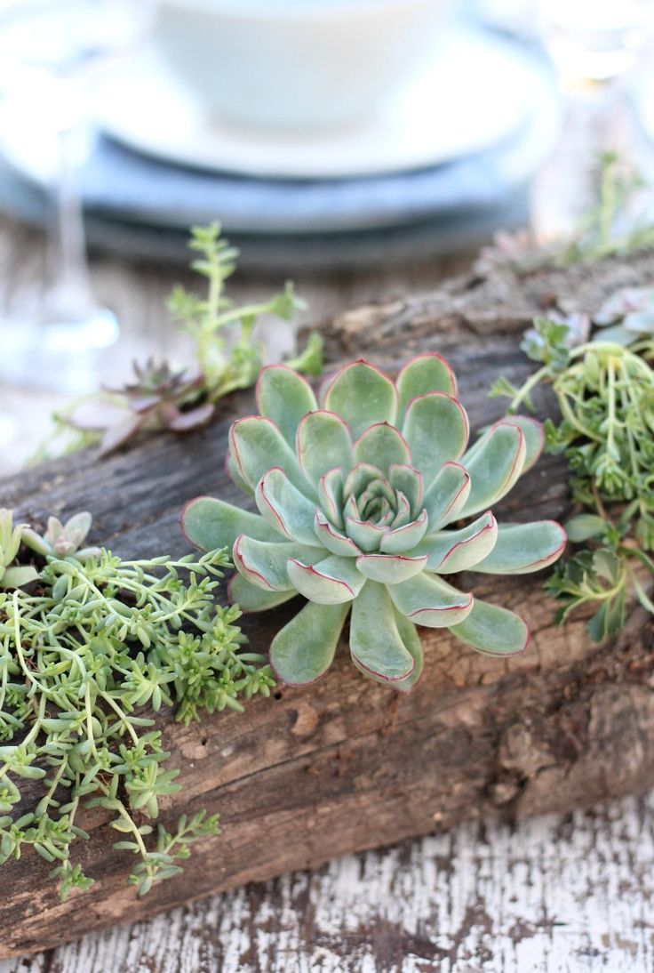 DIY Succulent Centerpiece - Add Rustic Charm to an Outdoor Table