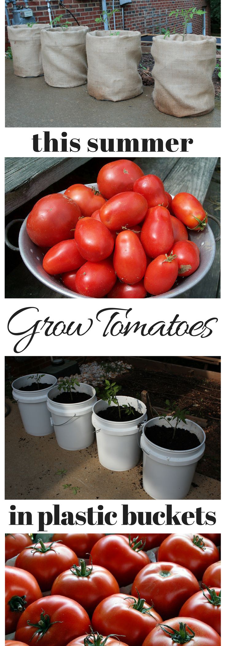 Grow Tomatoes In 5 Gallon Buckets