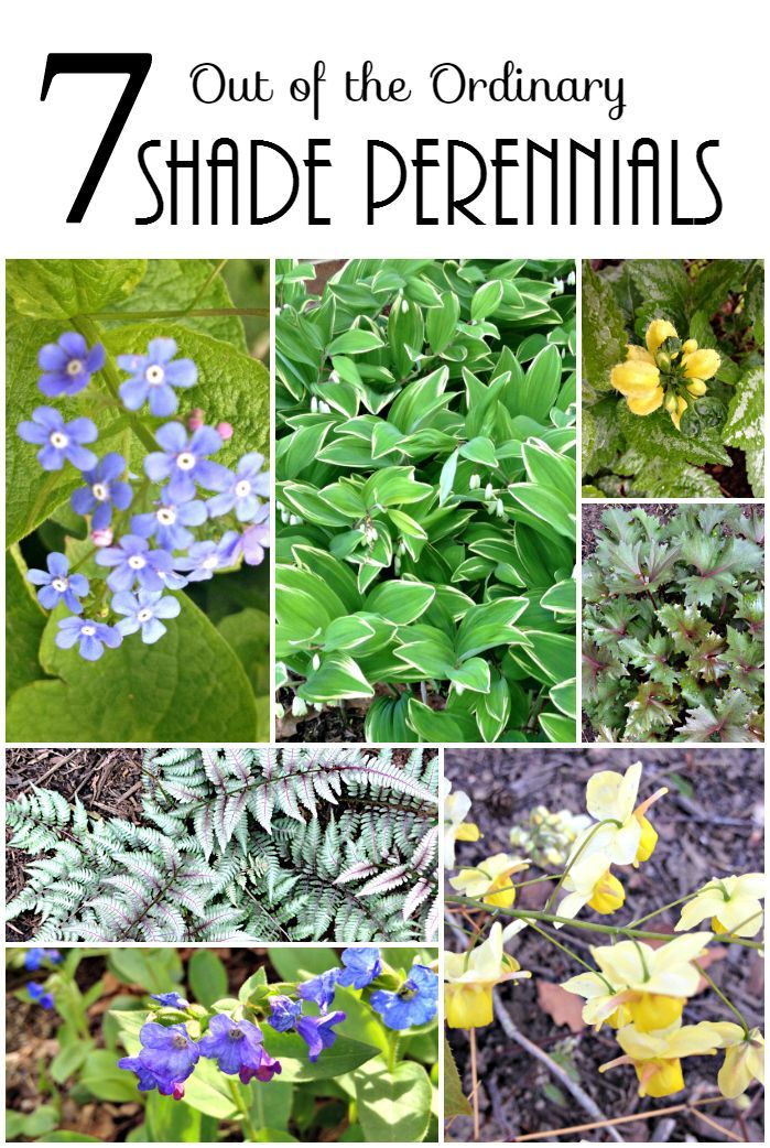Learn about 7 easy to grow shade loving perennials, a little out of the norm tha...