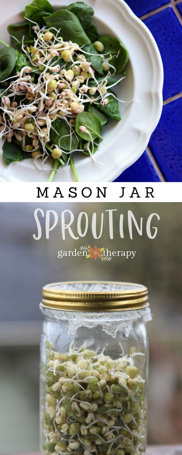 Mason Jar Sprouts with green peas and lentils #sprouts #masonjar #indoorgarden #...