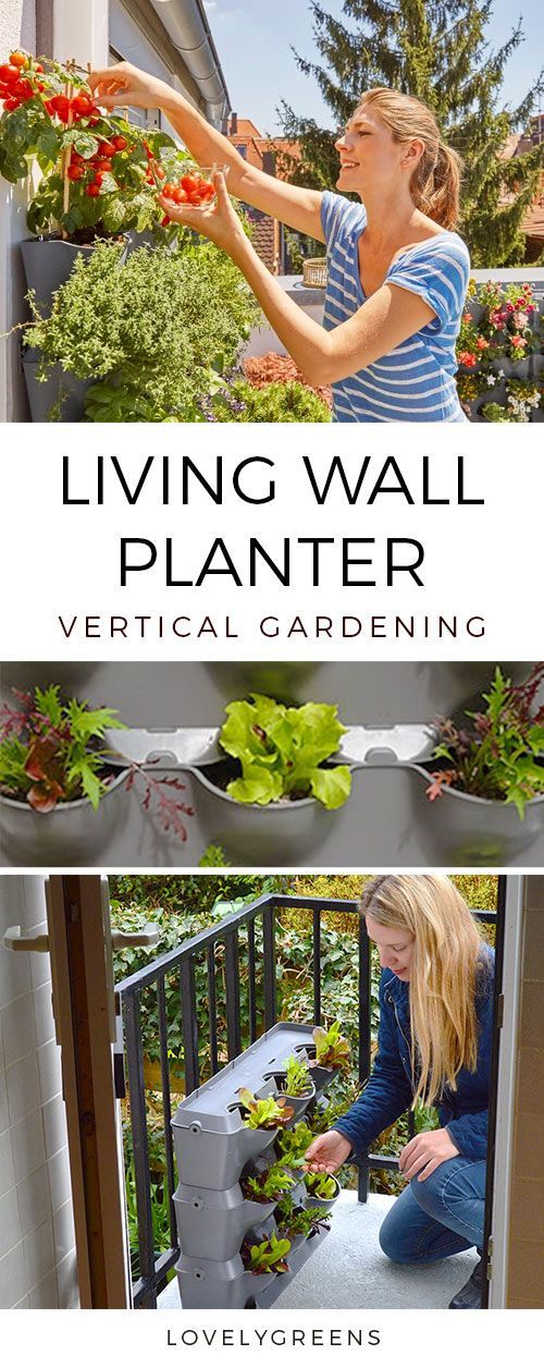 Planting a Living Wall Planter, an update on seedlings growing at home, and plan...
