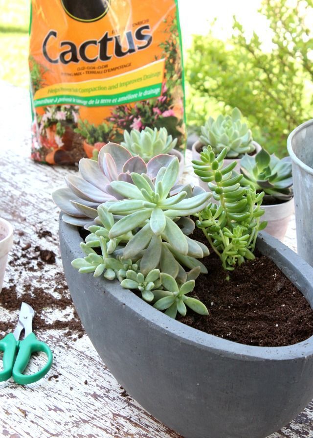 Succulents in Weathered Pots