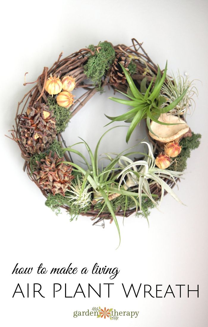 This Lush Living Air Plant Wreath Has a Secret - Garden Therapy #Airplants #till...