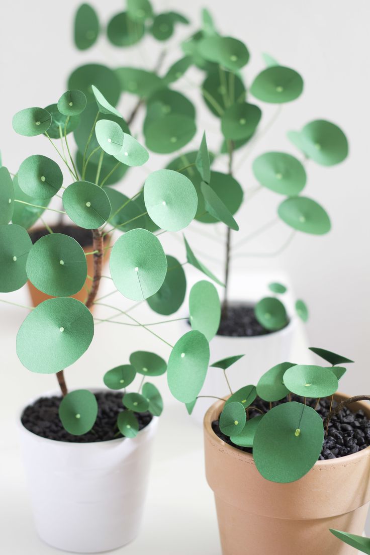 Five months after my first paper pilea perperomioides (a.k.a. Chinese money  pl...