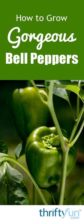 How to Grow Gorgeous Bell Peppers