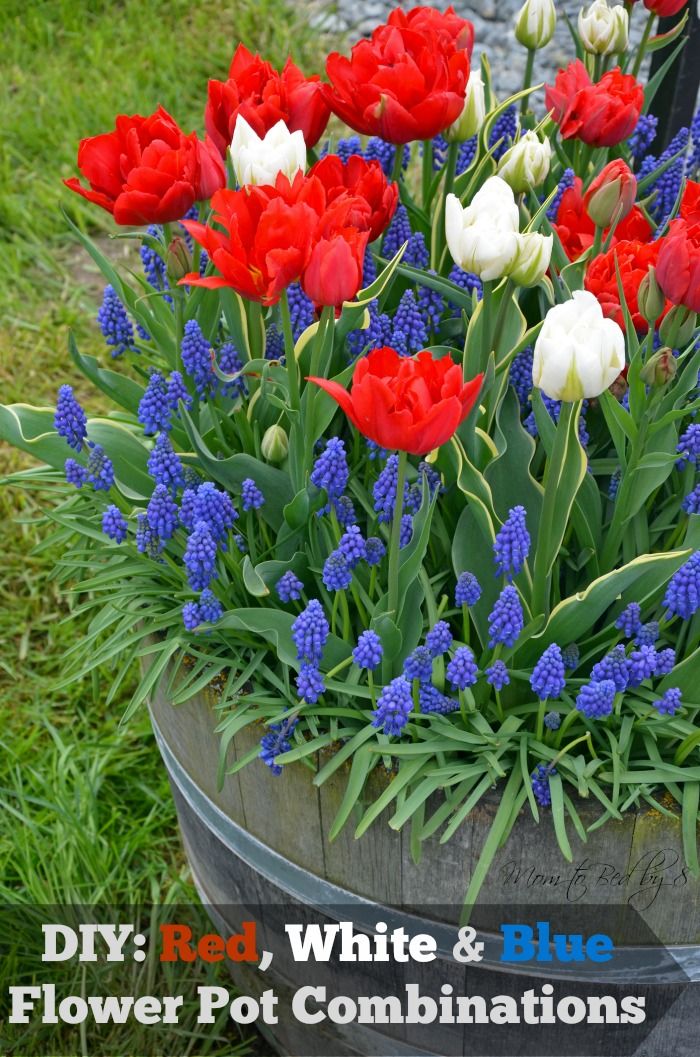 DIY: Red, White and Blue Flowerpot Combinations