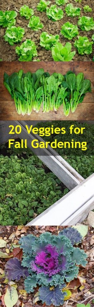 Fall gardening, cold weather gardening, vegetable gardening, popular pin, garden...