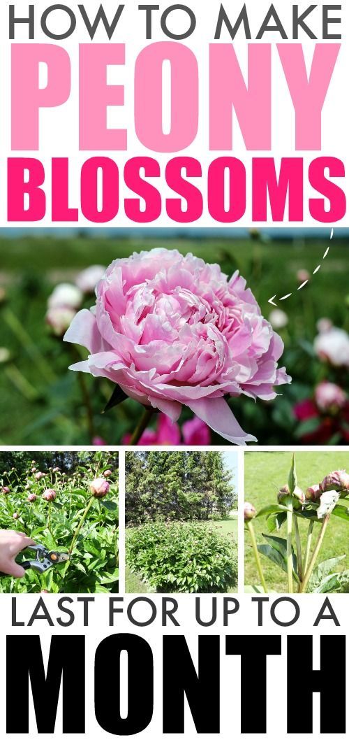 Great gardening trick! How to make your peony blossoms last for up to a month!