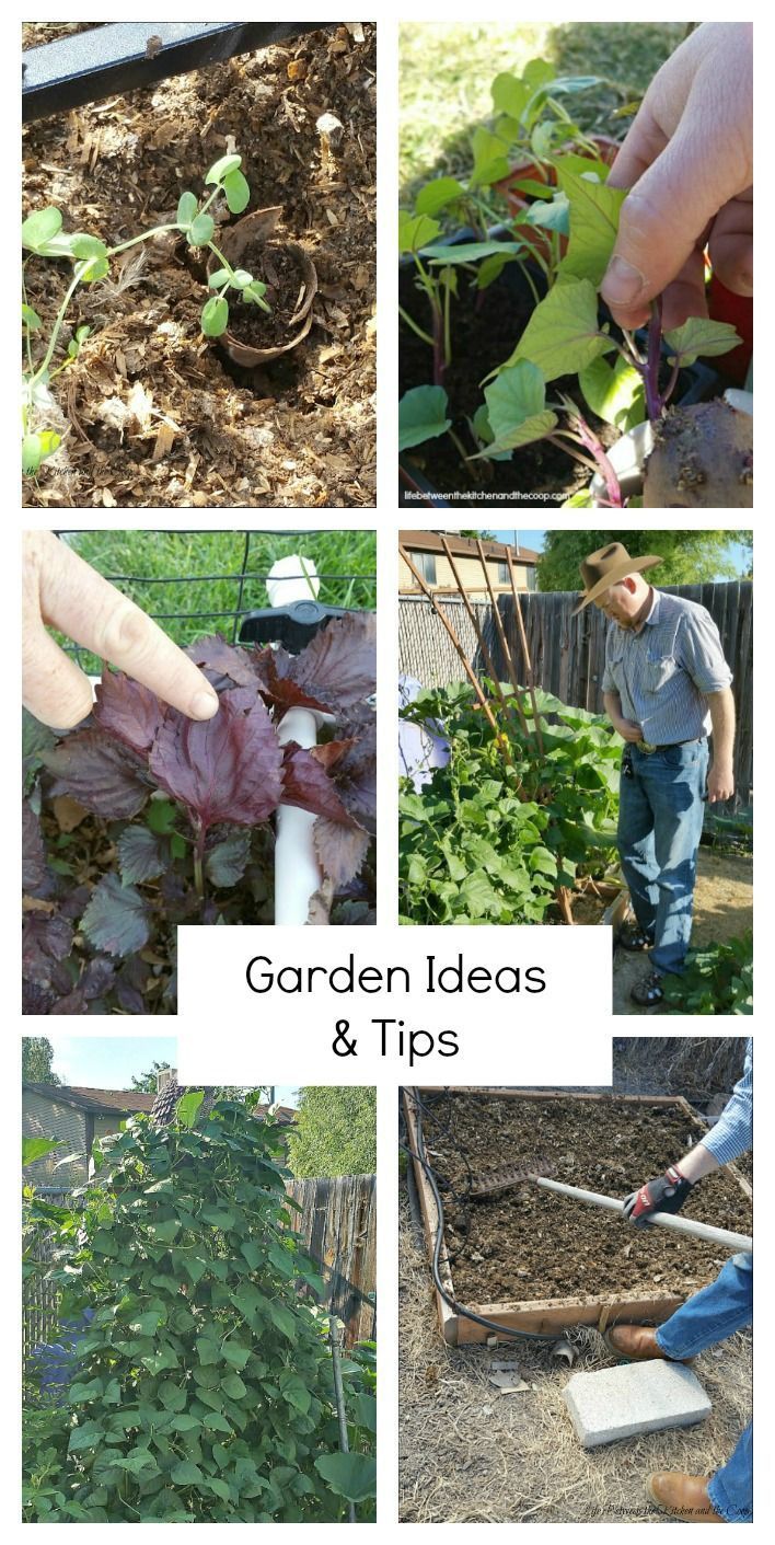I have collected a bunch of my best garden ideas for you to give you some inspir...