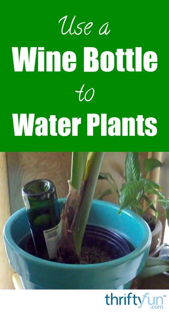 Many types of bottles can filled with water and inverted in a plant to give it a...