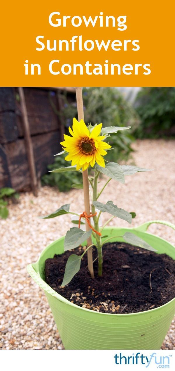This guide is about growing sunflowers in containers. Sunflowers are a wonderful...