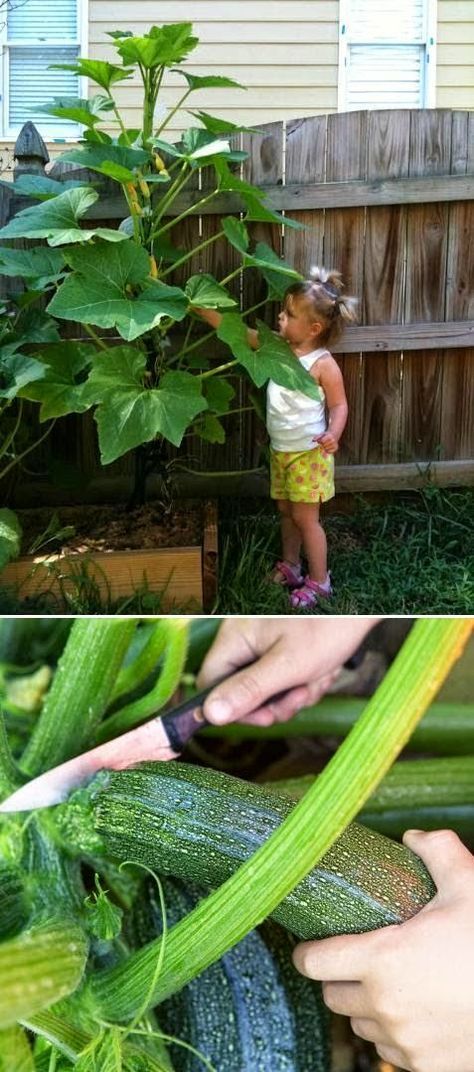 Tips for growing zucchini vertically #garden #zucchini #dan330 livedan330.com/.....