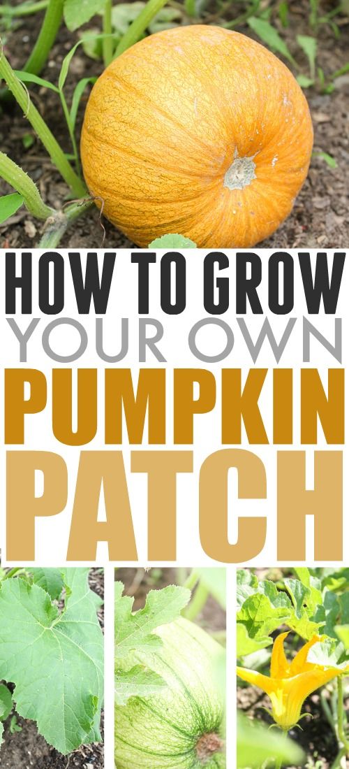 In this post, learn how to grow pumpkins in your garden for fall decorating and ...
