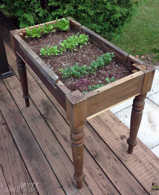 Repurposing an old table into a lettuce bed