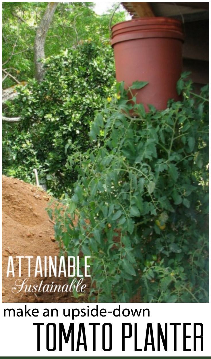Short on space for a vegetable garden? Consider growing UP. Or down? This hangin...