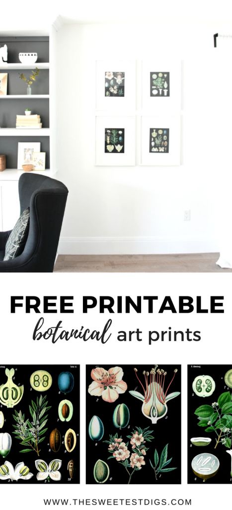 Free Vintage Botanical Prints For Your Home - THE SWEETEST DIGS