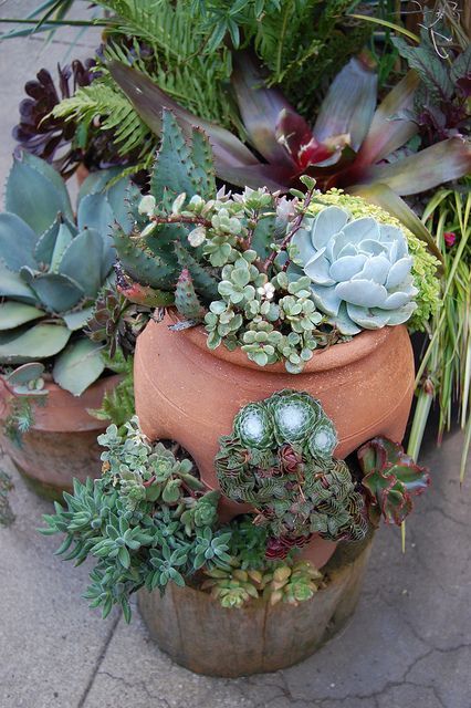 Sweet Succulent container