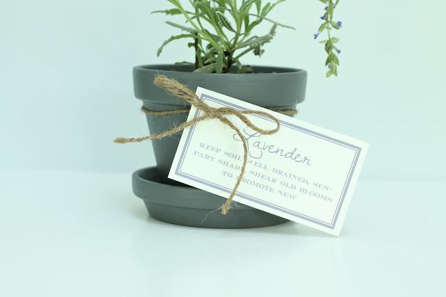 beautiful potted lavender gift with free printables via www.julieblanner.com