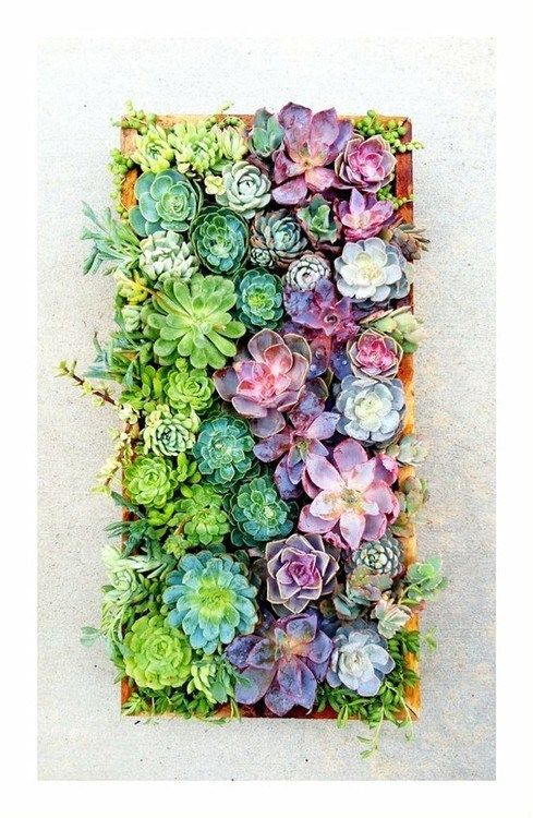 Colorful vertical gardening with succulents. I want this!!! Soph wouldnt be able...
