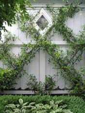 Love the on-point square trellis