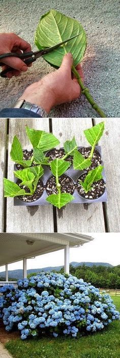 Grow Hydrangea from Cuttings