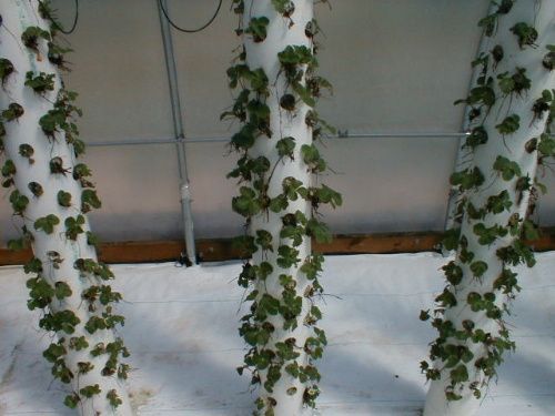 STRAWBERRY TOWER: 10' length PVC sewer pipe (halved), 1.5