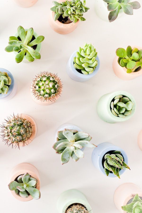 How to make mini planters with pigmented plaster that you can make at home. #pla...