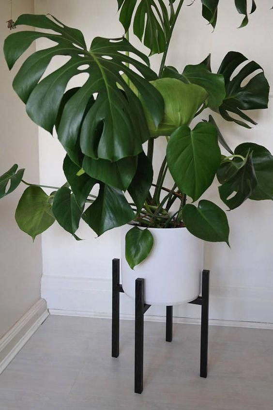 Minimalistic Planter | PLANT | Nutrition Stripped #nutritionstripped #indoorplan...