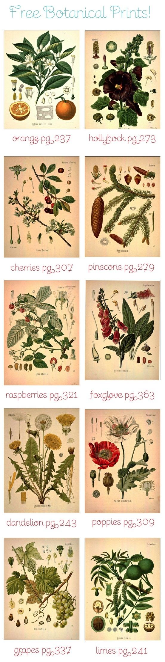 Amazing resource for totally free printable vintage botanical art...