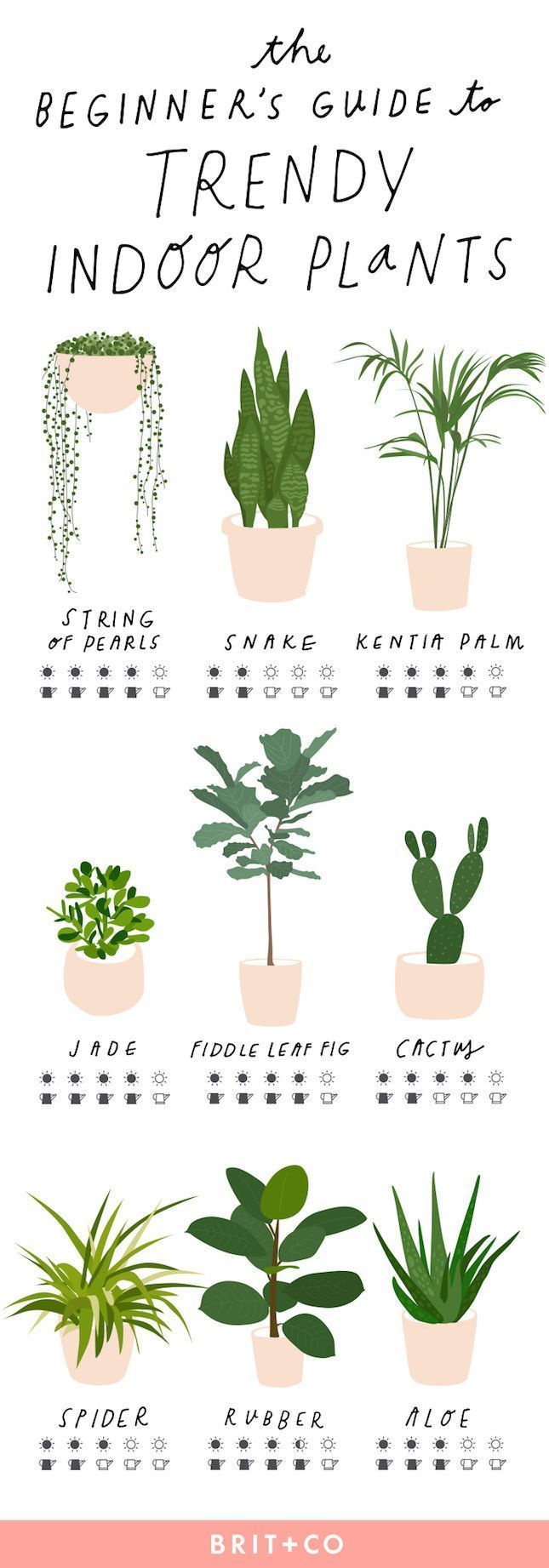 The Beginner’s Guide to Trendy Indoor Plants