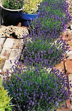Dwarf Thumbelina Leigh English lavender for small gardens. Perfect for container...
