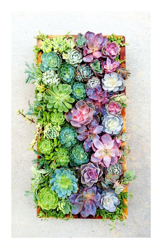 Succulant planter..a work of art!