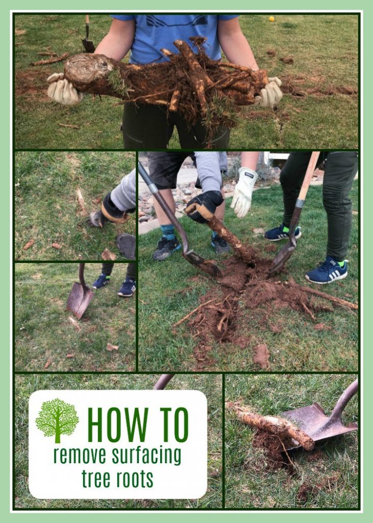 How to remove surfacing tree roots