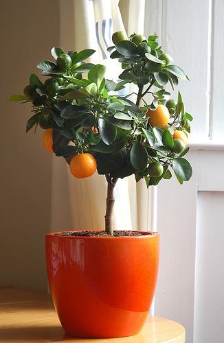 Growing Citrus Indoors: 5 Helpful Tips