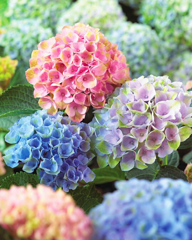New Hydrangeas for the Midwest