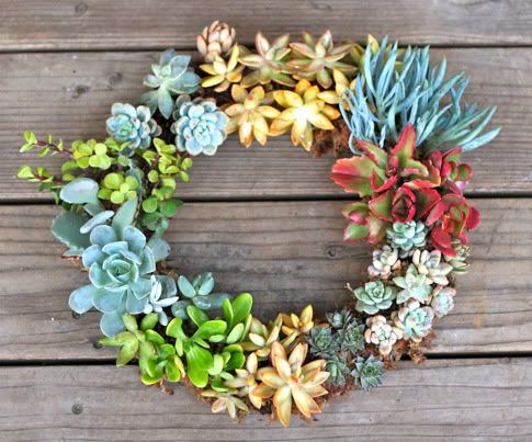 Succulent Wreath - DIY ... click thru to the original post!