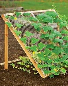Make a basic wooden frame, staple chicken wire over it. Place the wire frame at ...