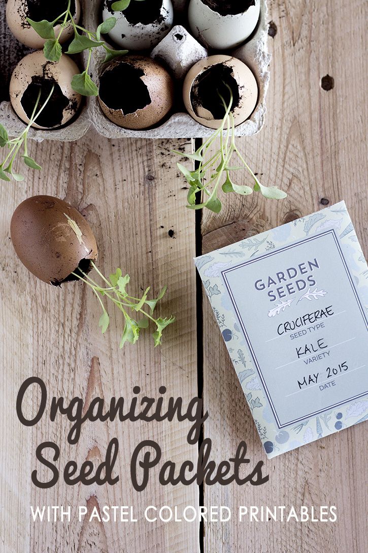 Organizing Seed Packets