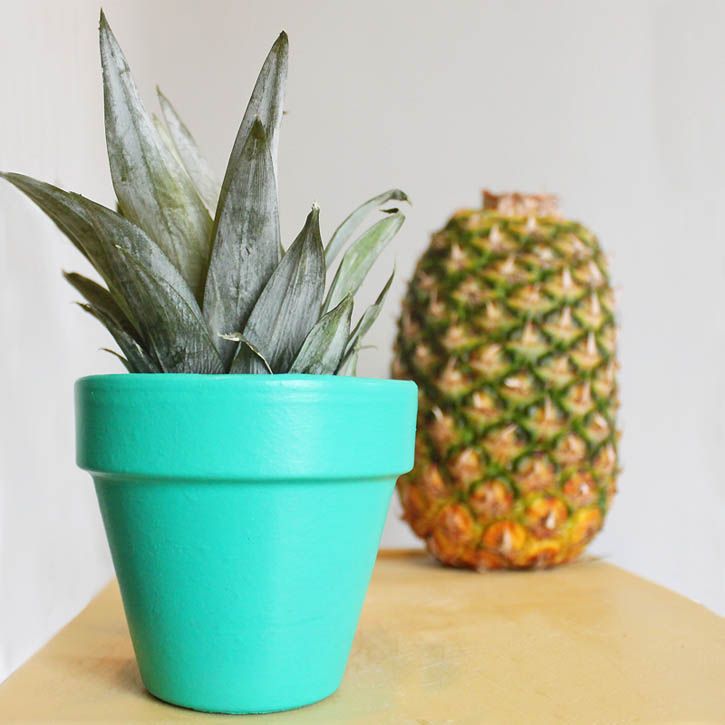 how to grow your own pineapple