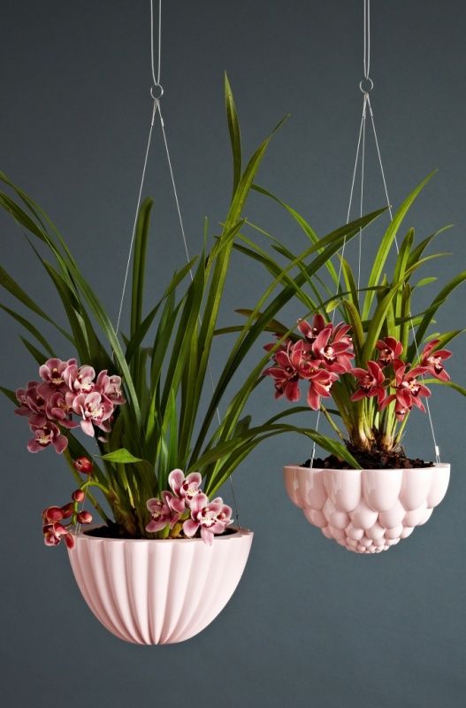 Ceramic Hanging Jelly Planters by Angus & Celeste