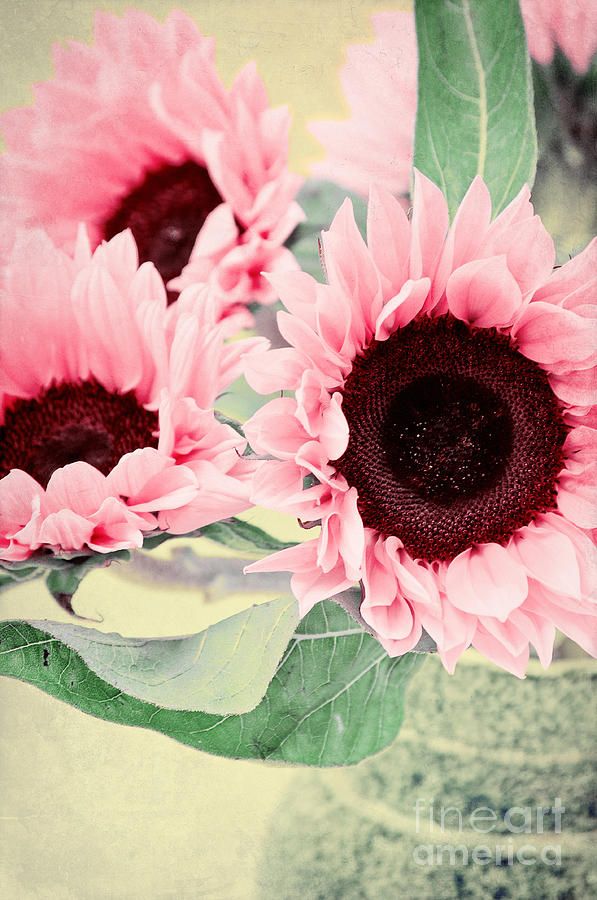 Pink Sunflowers by Angela Doelling AD DESIGN Photo and PhotoArt
