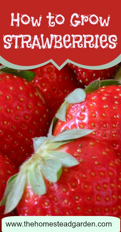 How to Grow Strawberries -