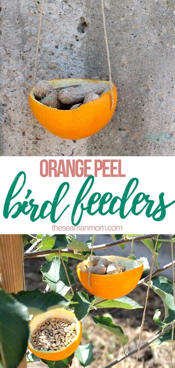 DIY orange peel bird feeders
