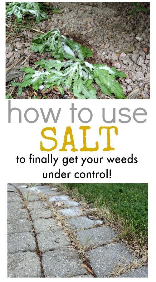 Did you know you can effectively use salt to kill weeds?  These tips will help ...